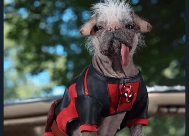 Леди Дэдпул действительно появится в «Дэдпуле-3».</p>
<p>Её может сыграть Тейлор Свифт